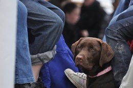Hundeschule München, mobile Hundeschule München, Hundetraining, Hundeerziehung - Play Sit Stay - brauner Labrador